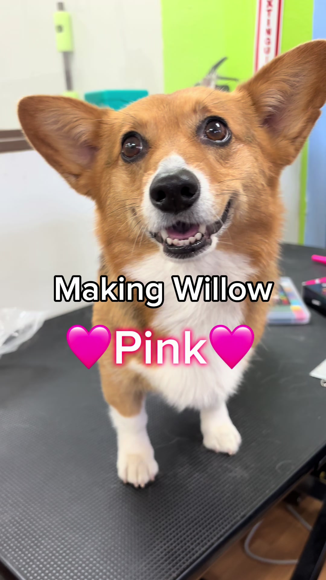 @MaslowTheTrickCorgi & Friends