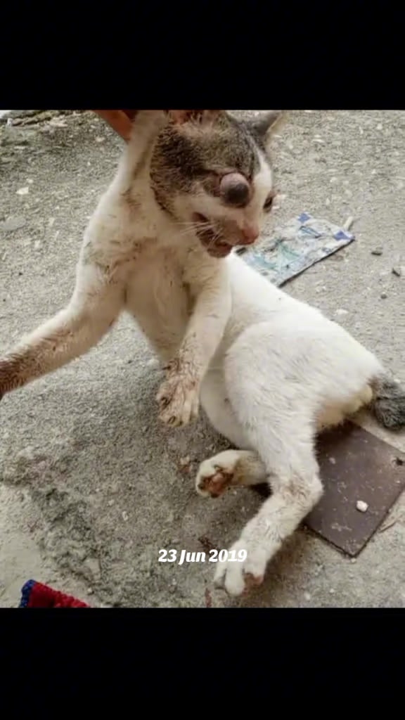@mama meong♥️🐈🇮🇩🇲🇾_acro