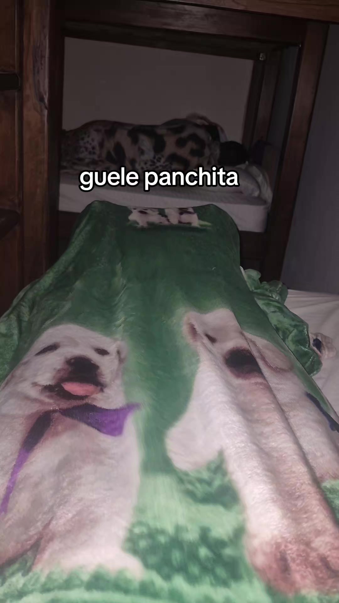 @gato
