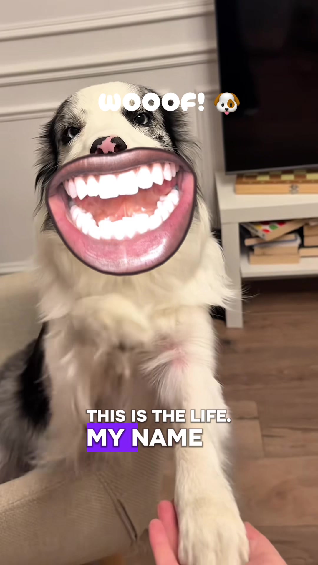 @memesdealerdaily 🐺