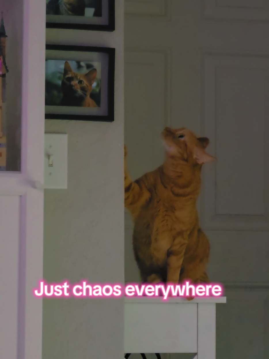 @amour