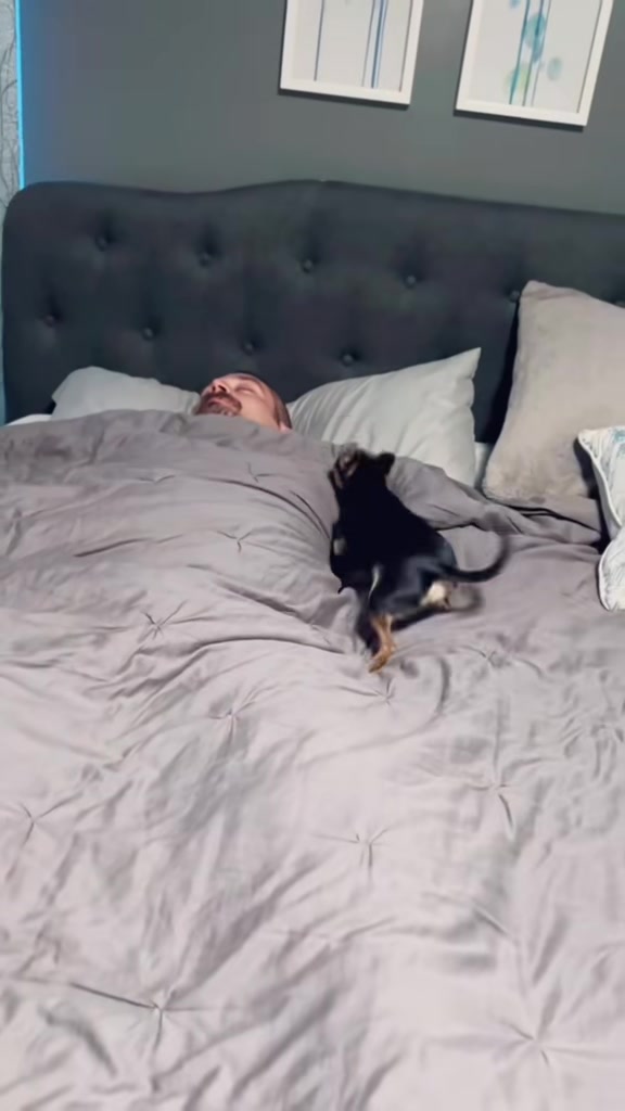 @thechihuahuafamily1