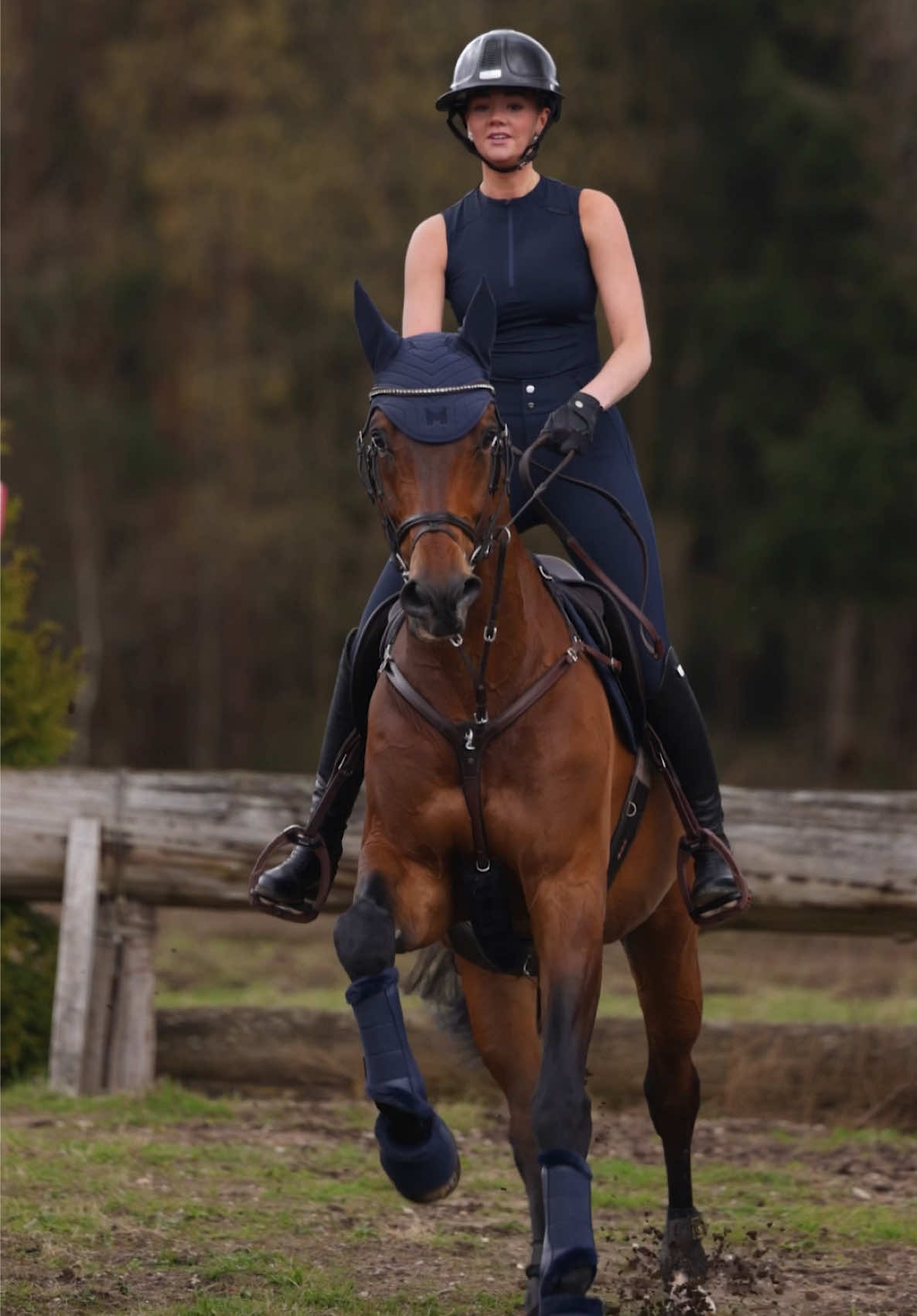 @Maximilian Equestrian