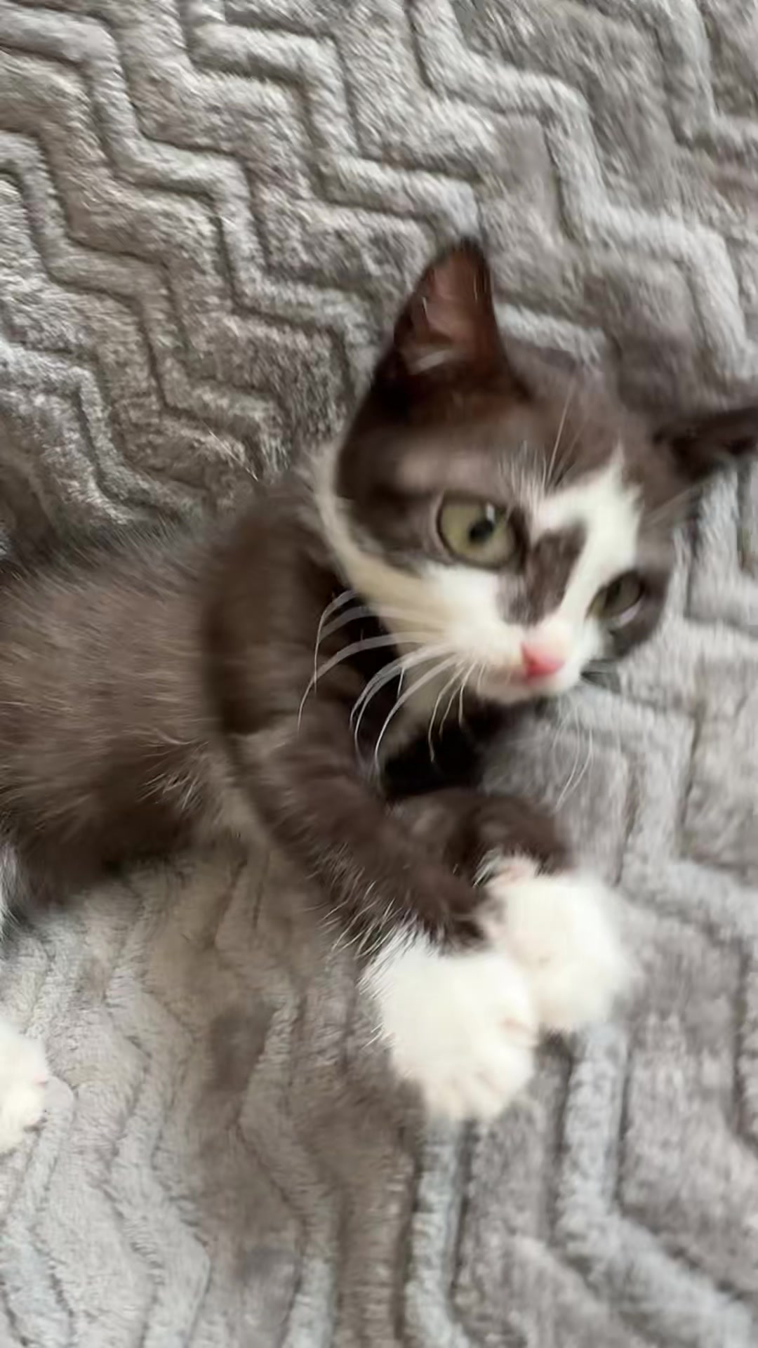 @Lilo the kitty