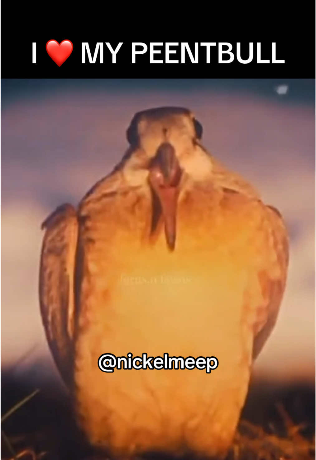 @nickelmeep