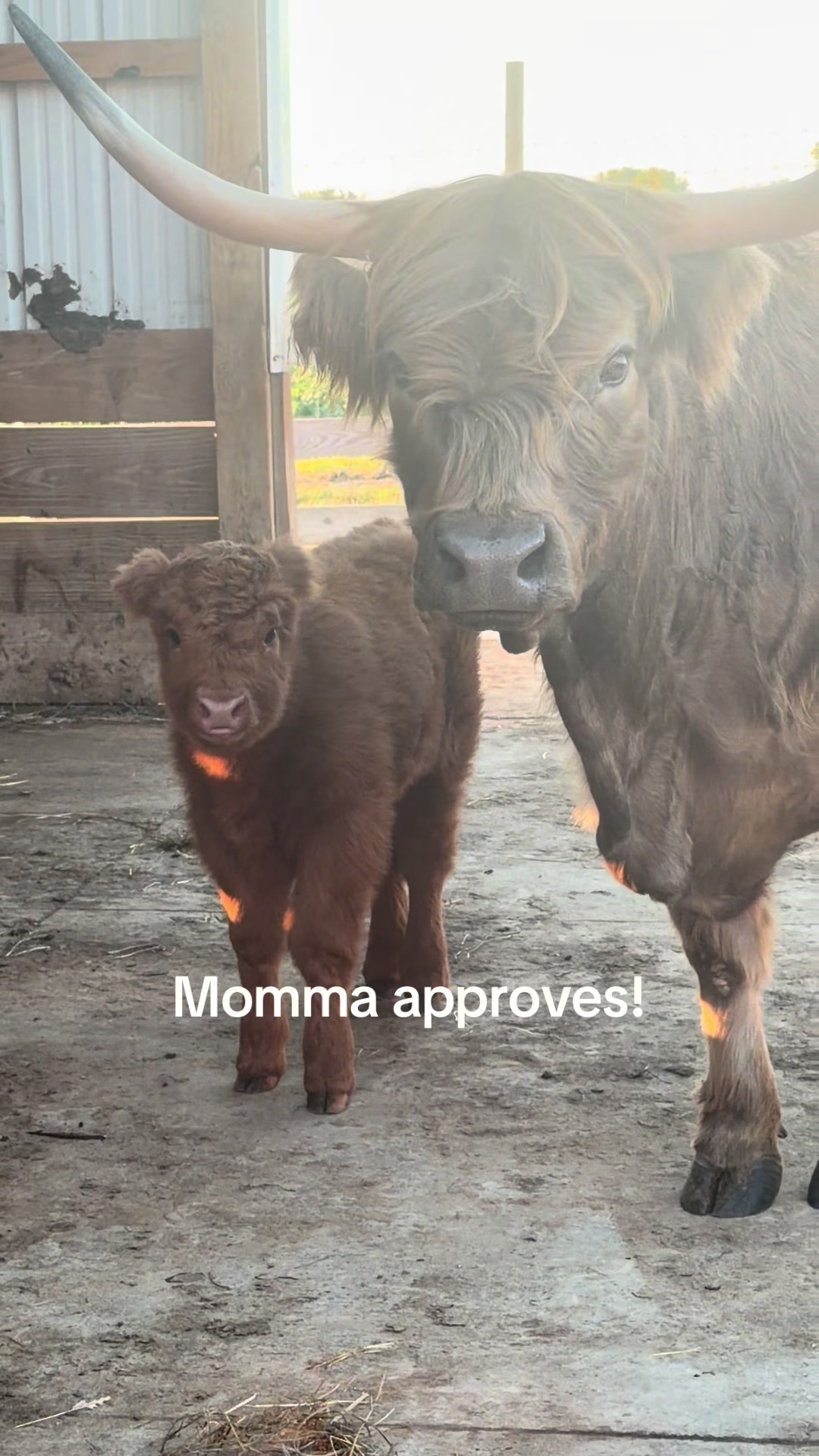 @Westmeister Farm