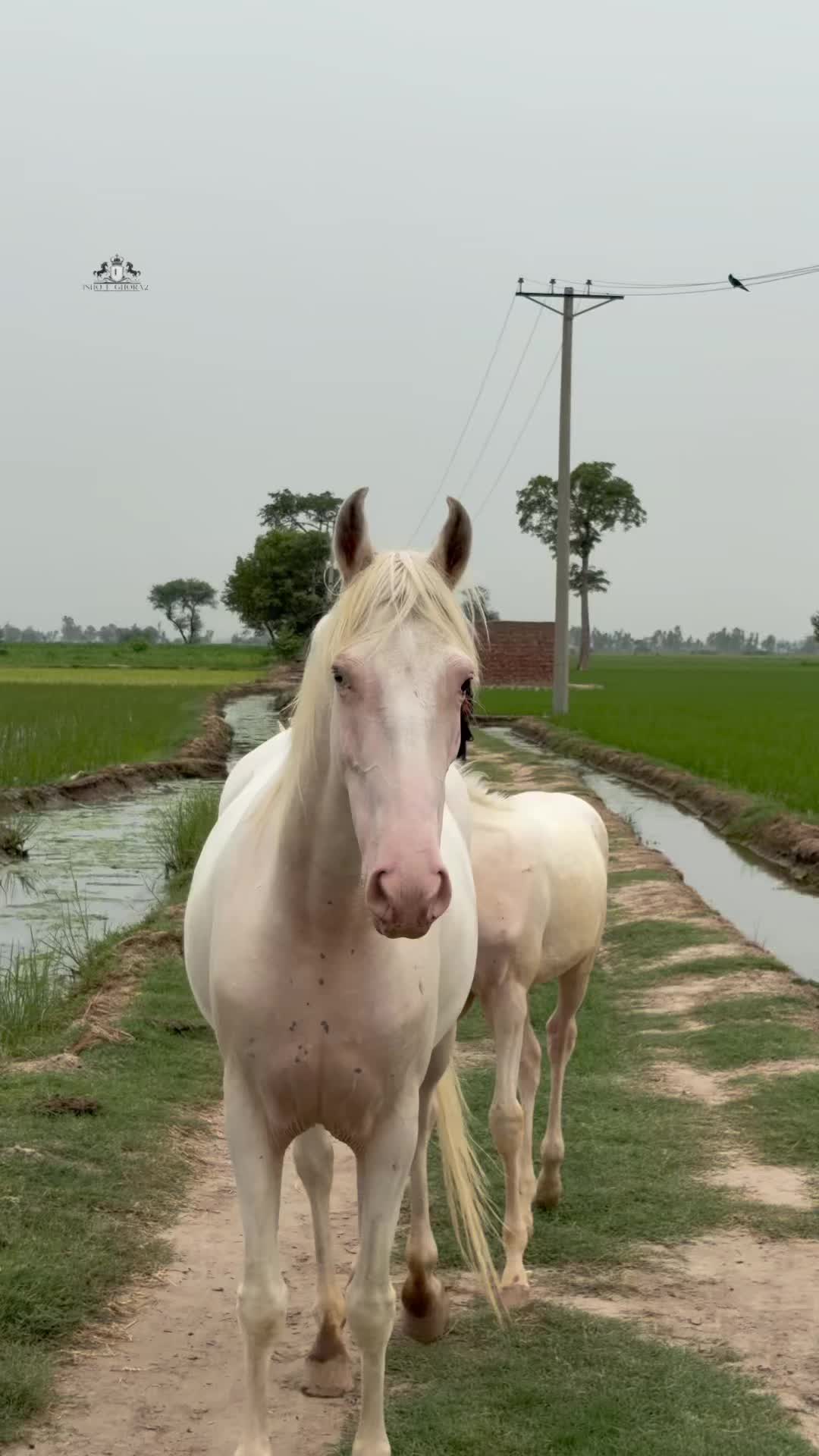 @Ishq_e_ghora 🐎