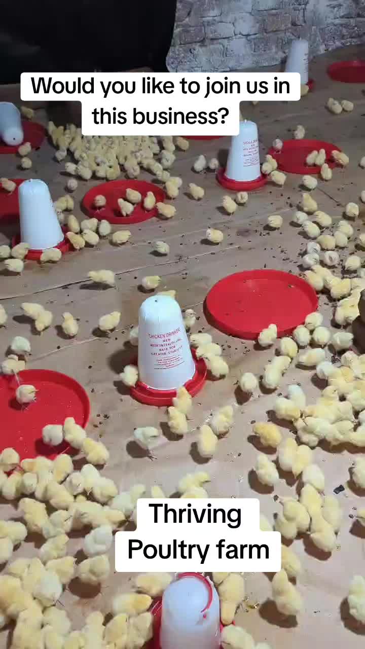@Patfel