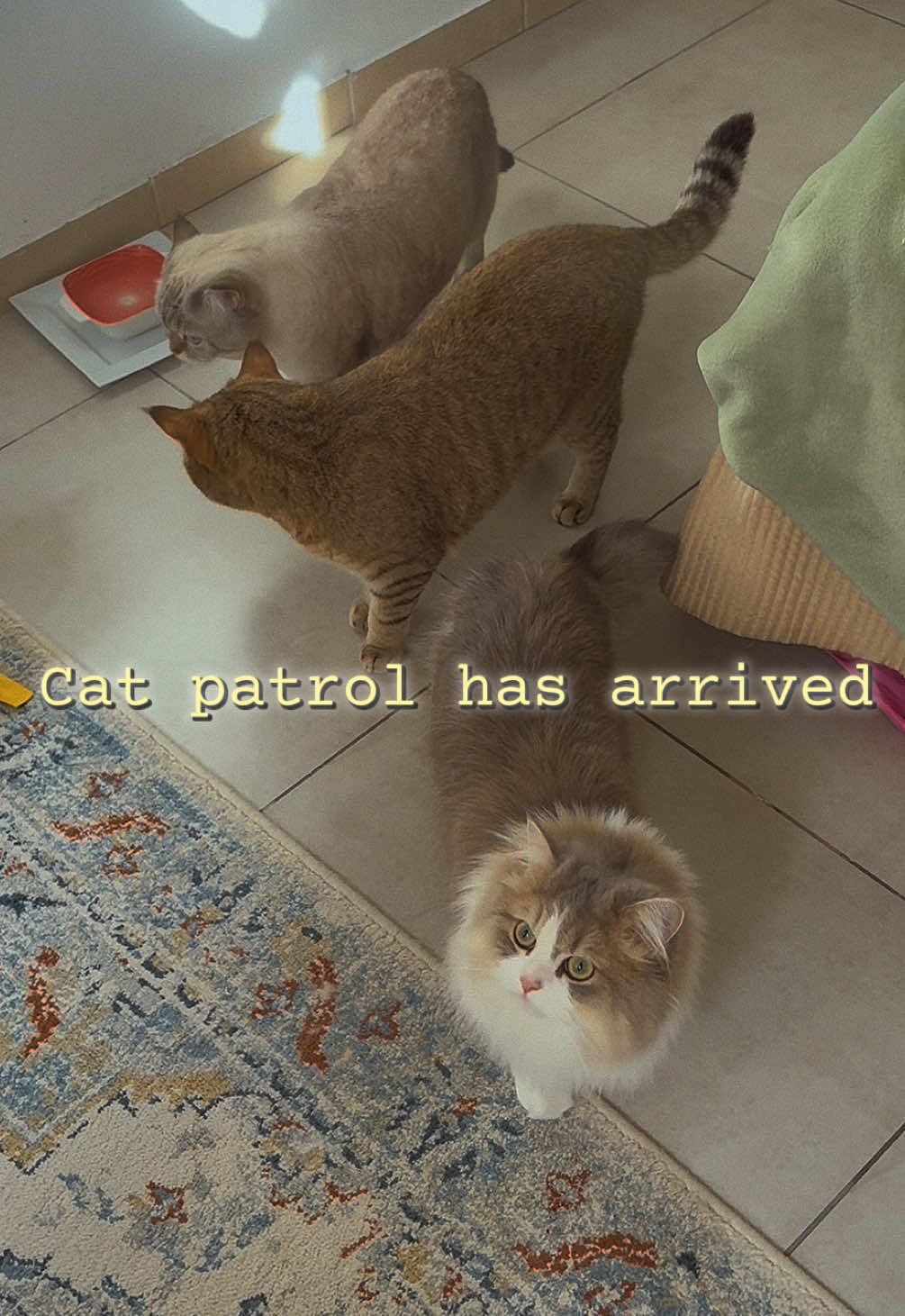 @penka_and_kittens