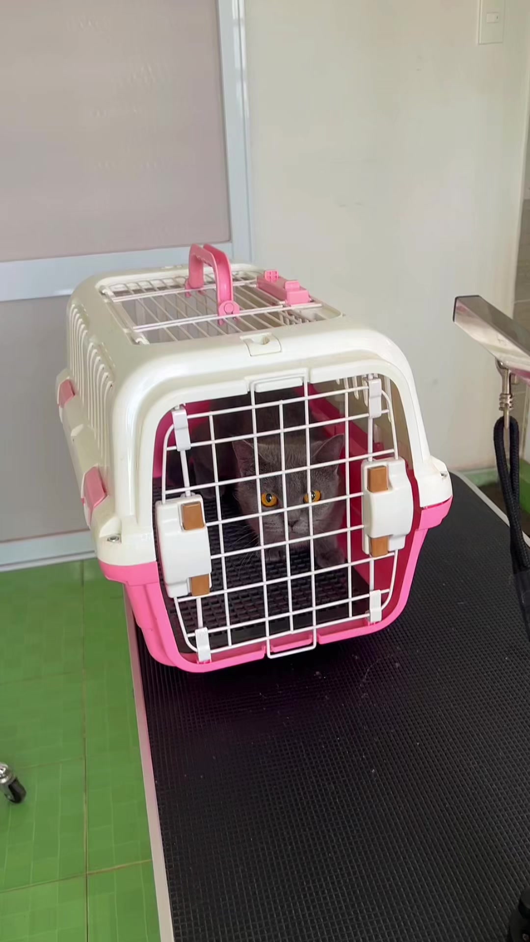 @TiTi Pet