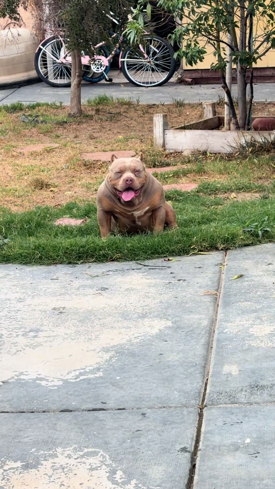 @@Dublinekennels