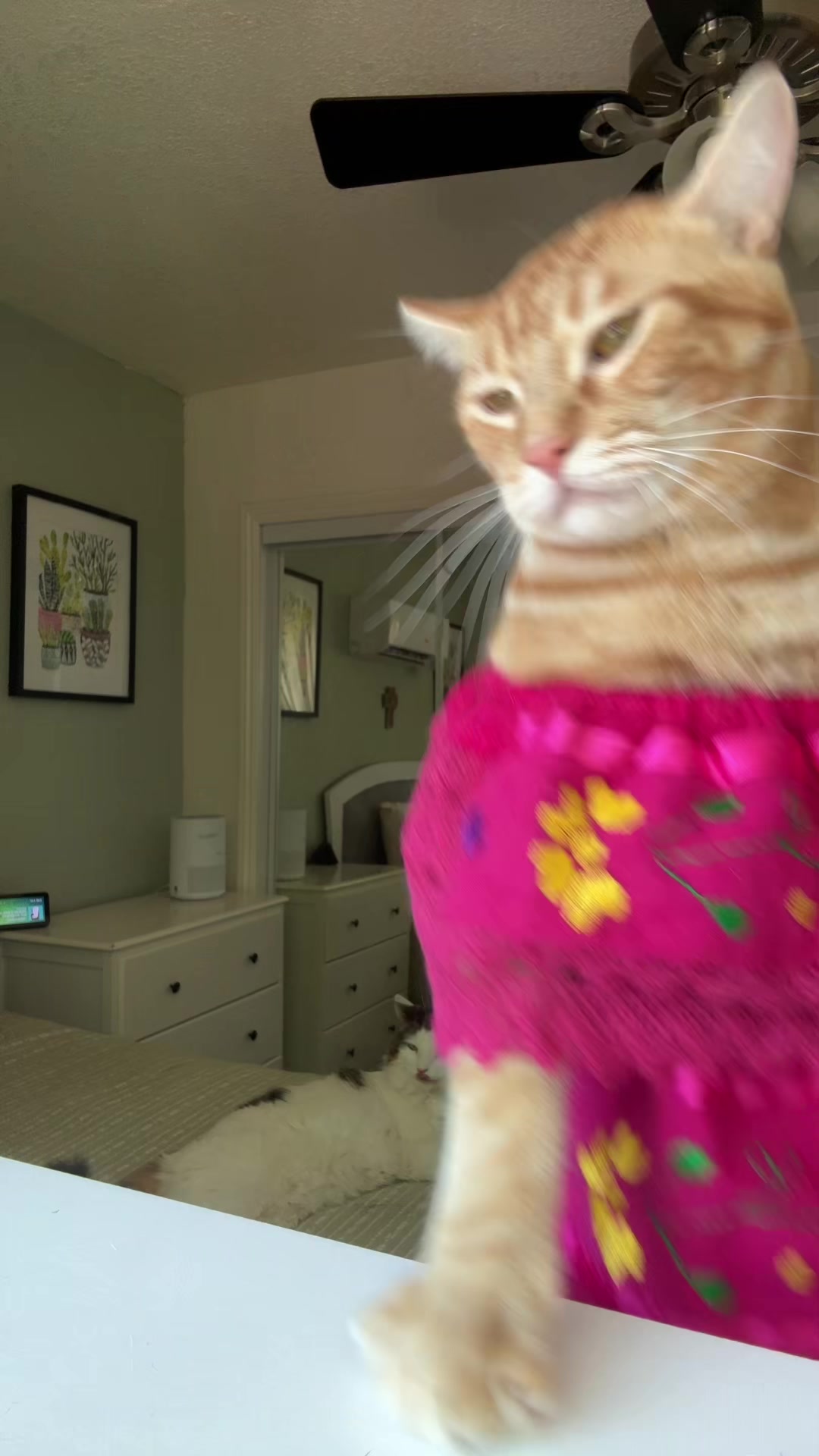 @thedancingcats13