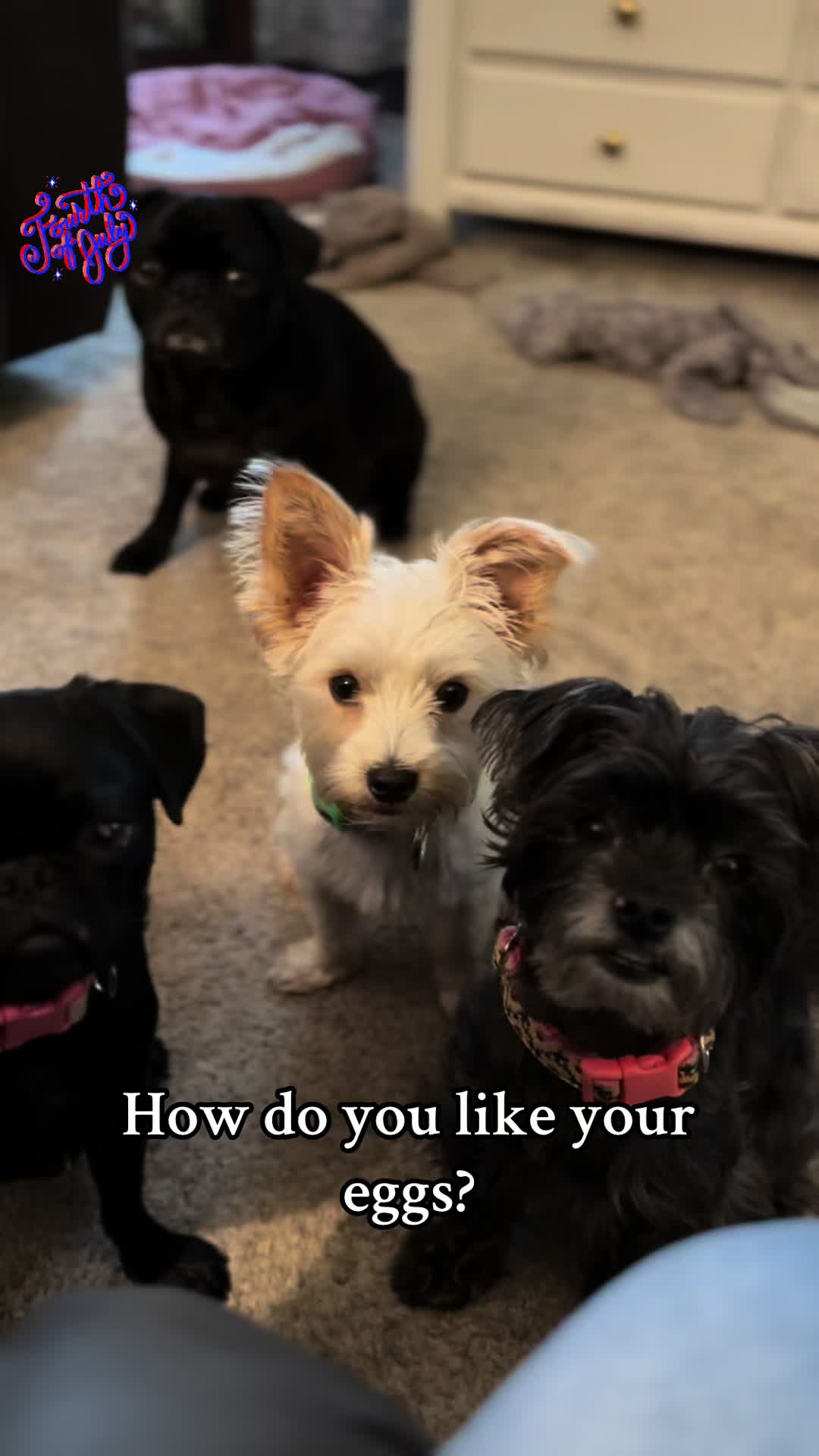@Dogville | 8 Rescue Dogs 🐾