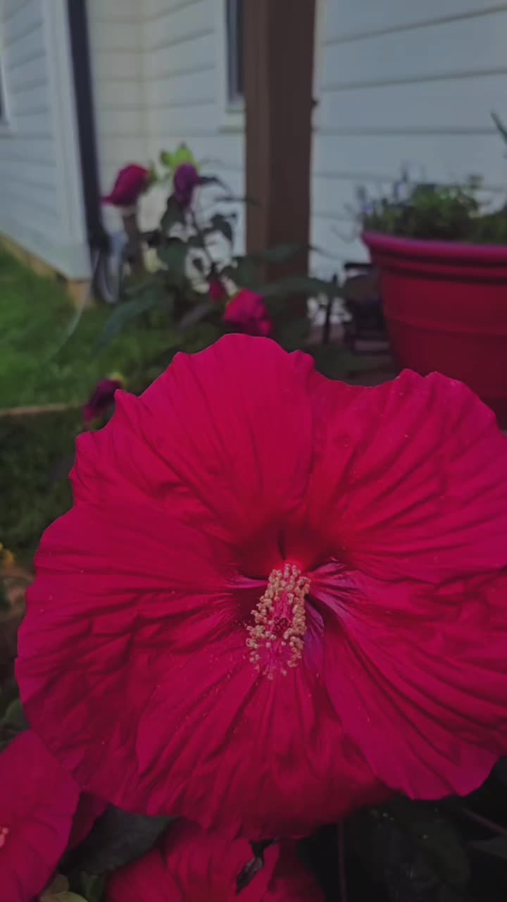 @Lupita Cedeño