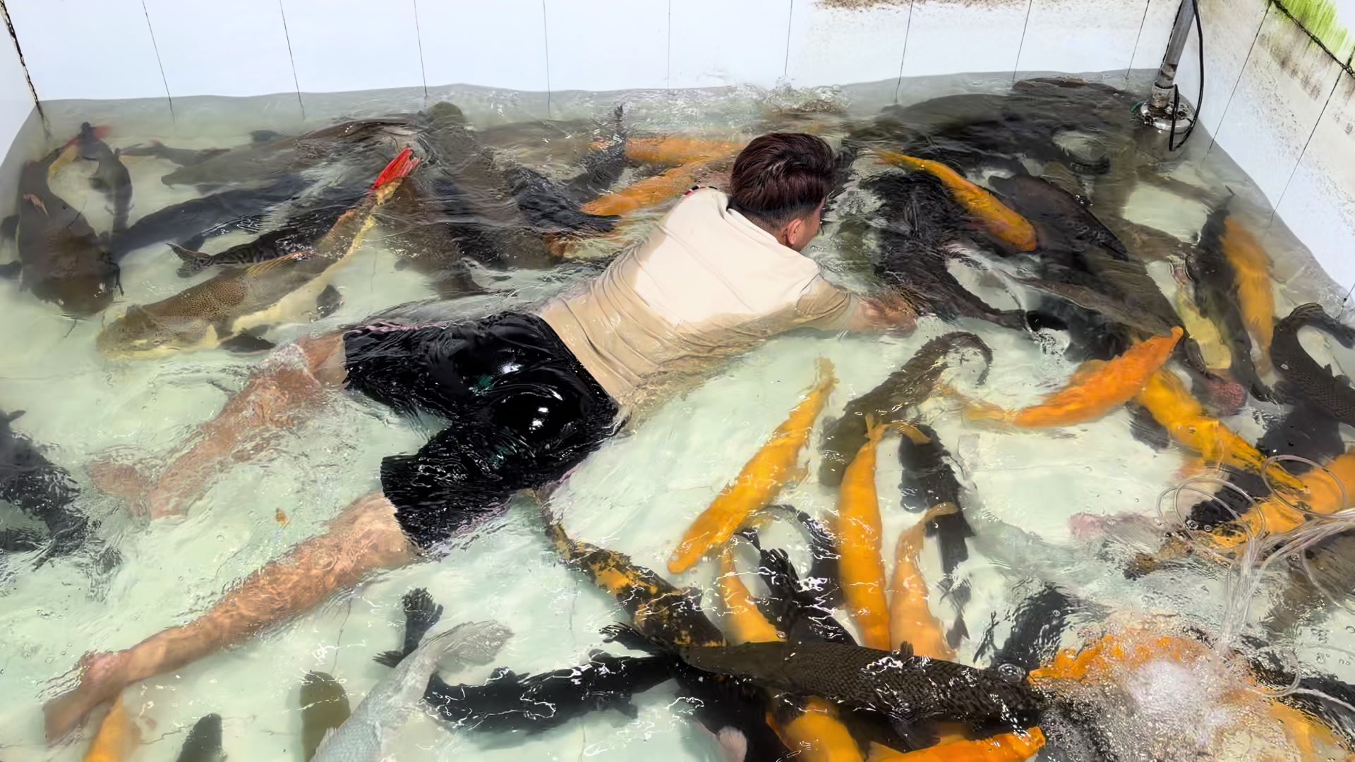 @Ph&aacute;t Đạt B&aacute;n C&aacute; 😎🐠🦈