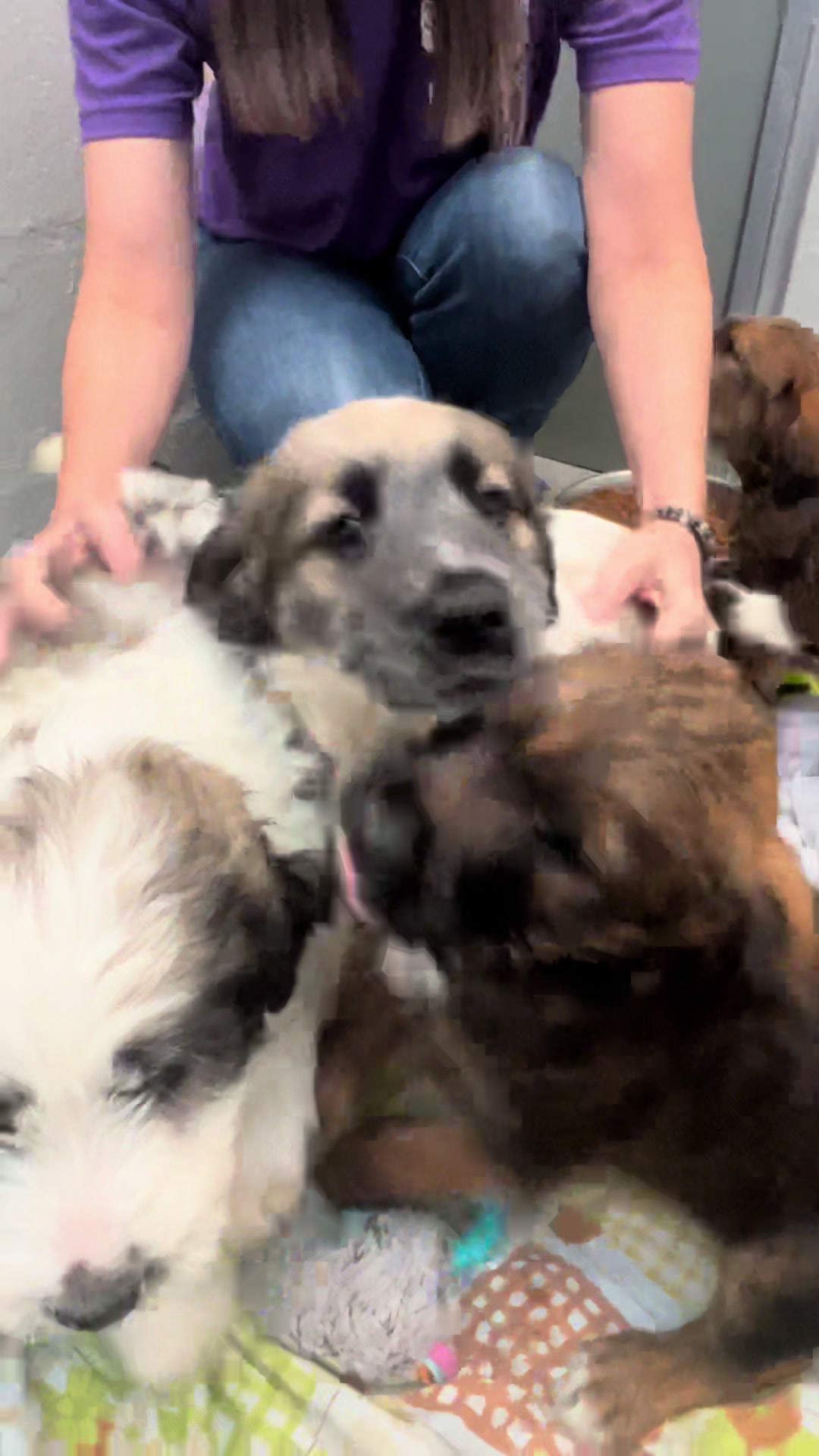 @Vanderburgh Humane Society
