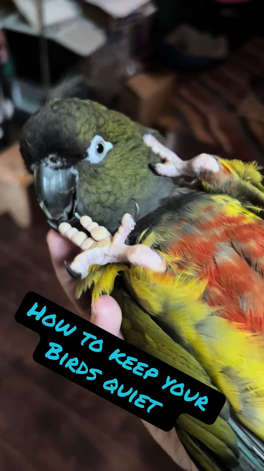 @Rain Blossom Birds