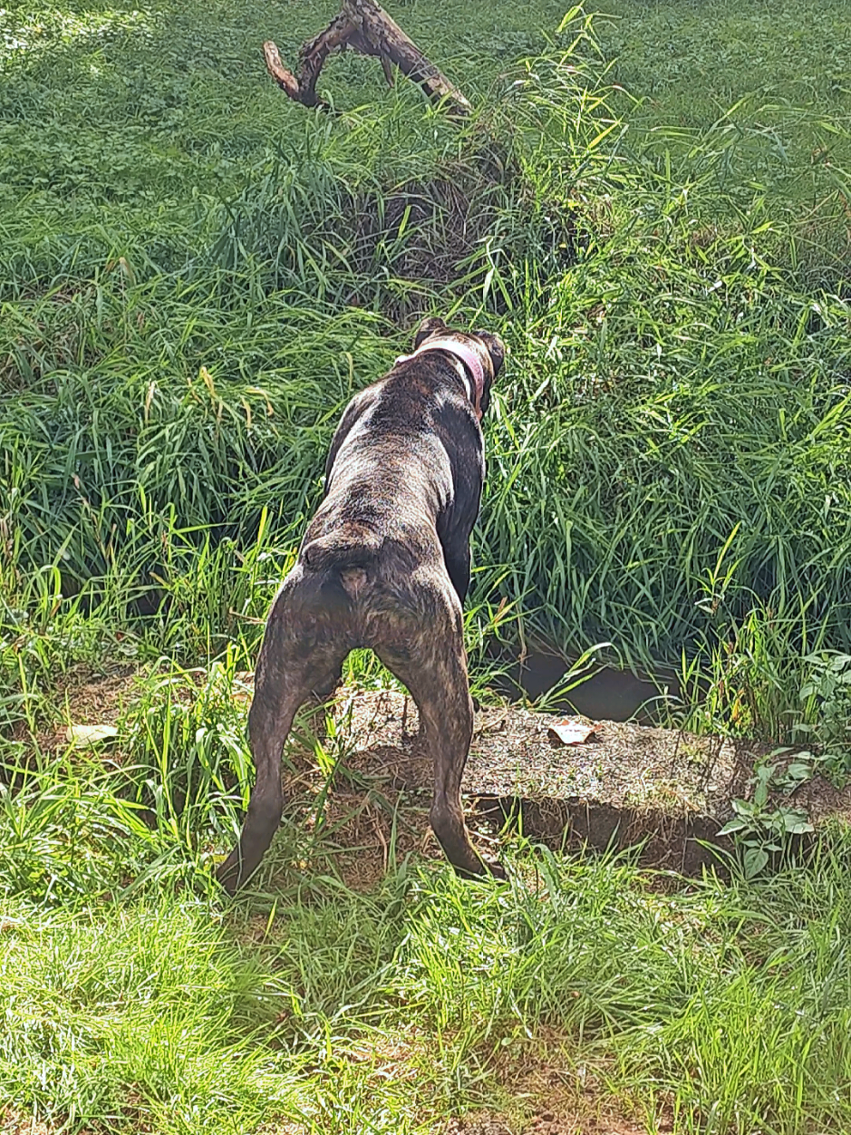 @SalmonCreekCaneCorso