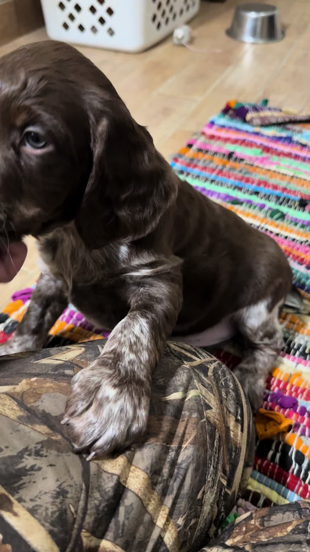 @Lizas Speckled Puppies