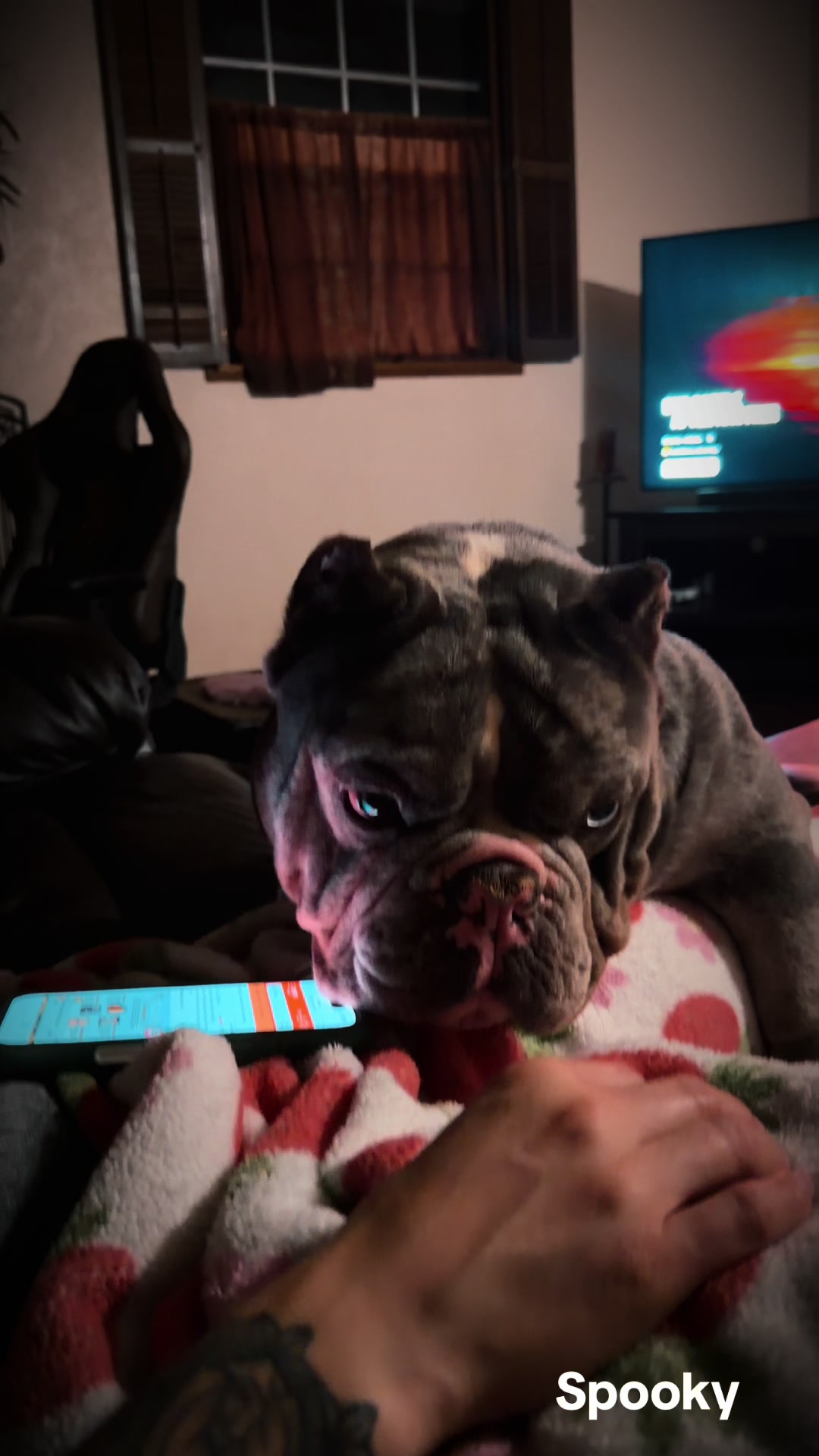 @steelforgedbullies