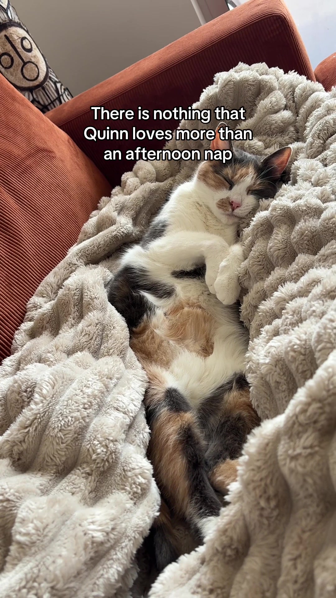 @Quinn The Calico