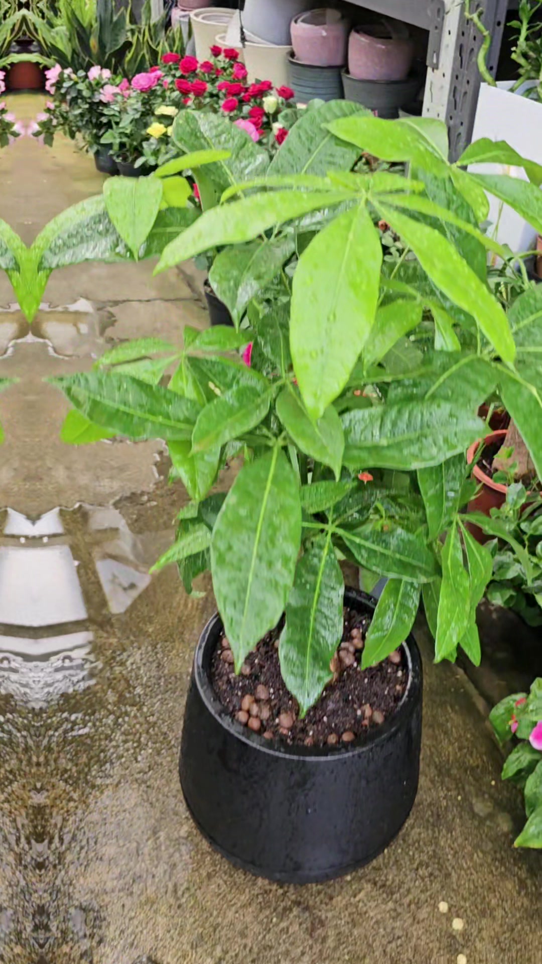 @Ambika's Plant Shop