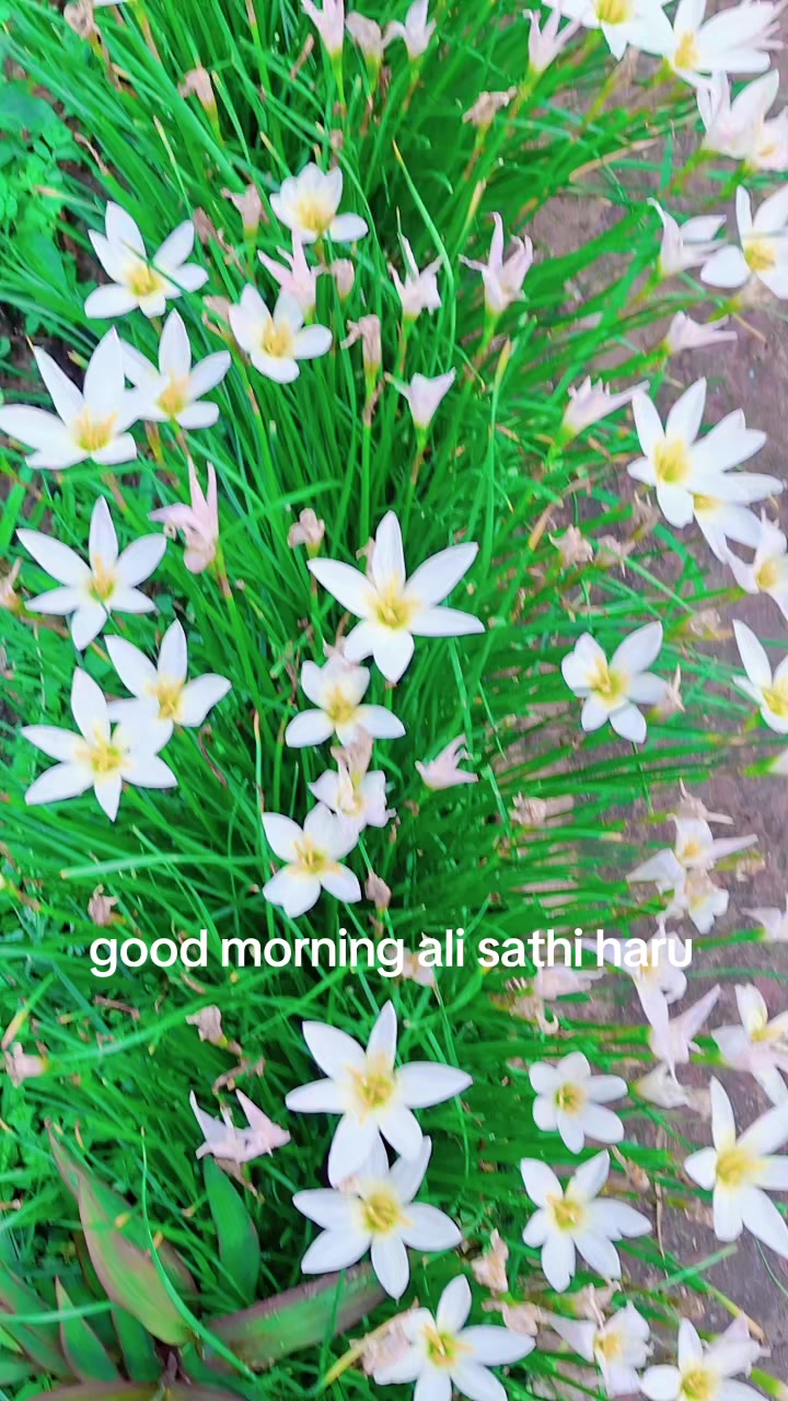 @Susmi Darlami