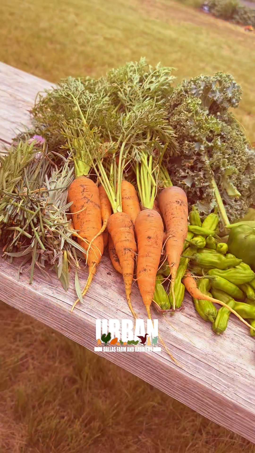 @Urban Dallas Farm