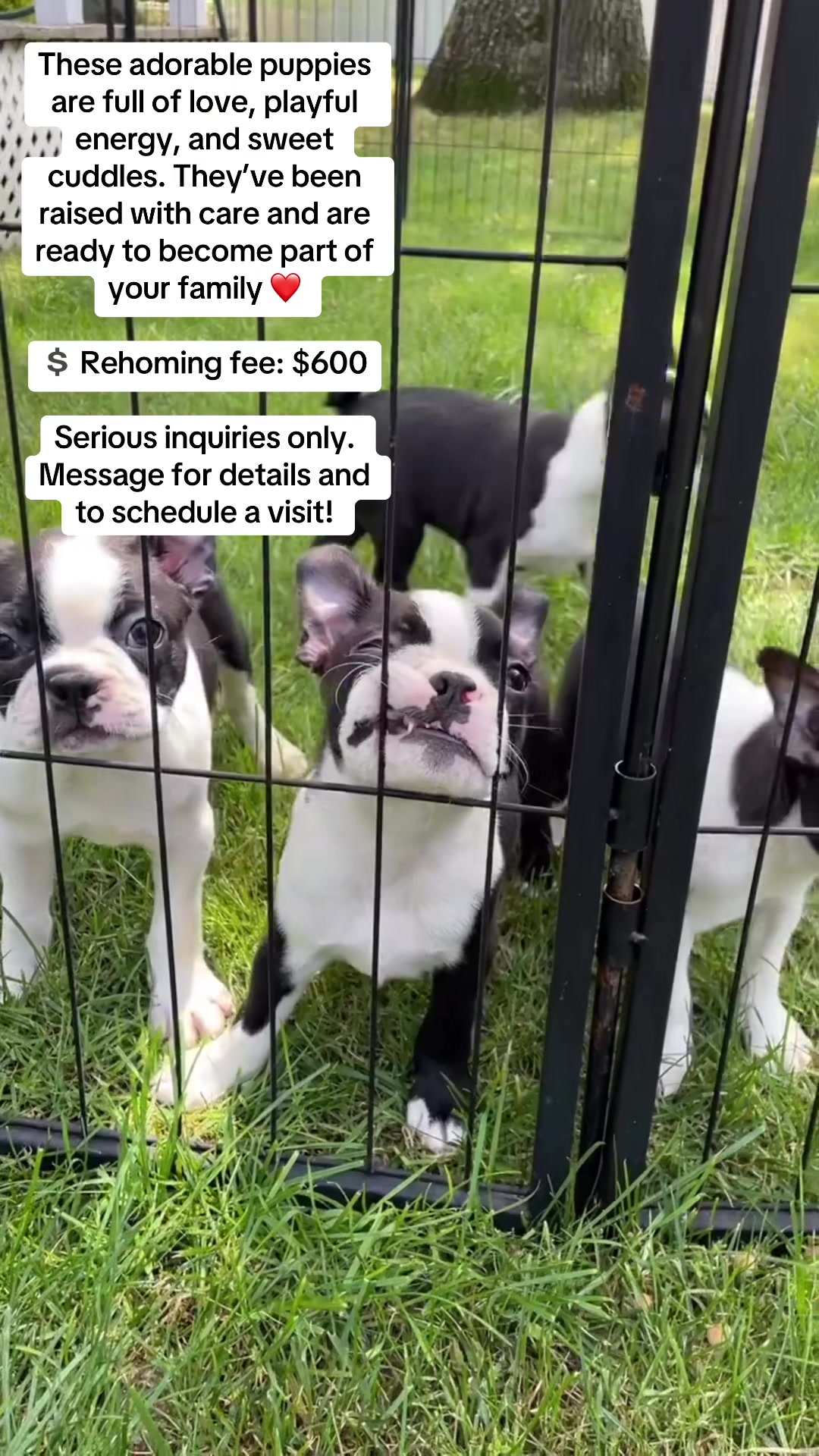 @Boston terrier puppies