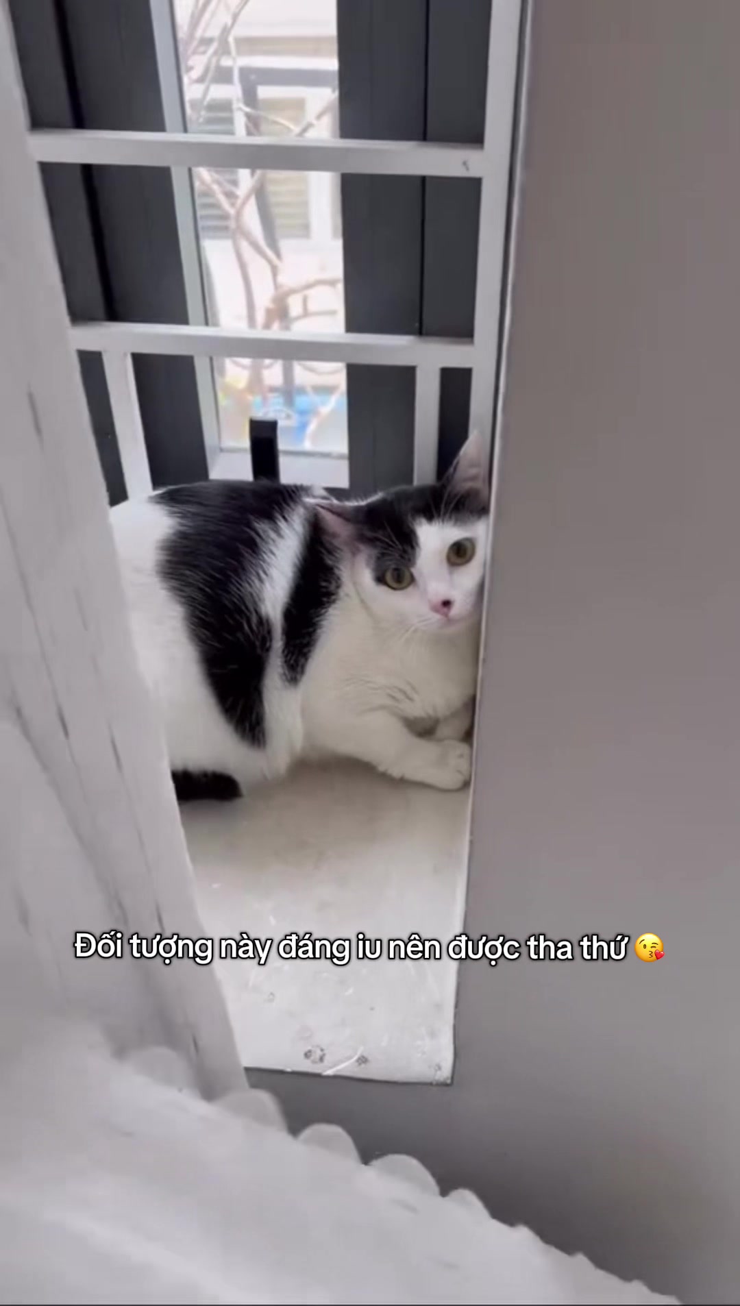 @mèo tên là Mèo