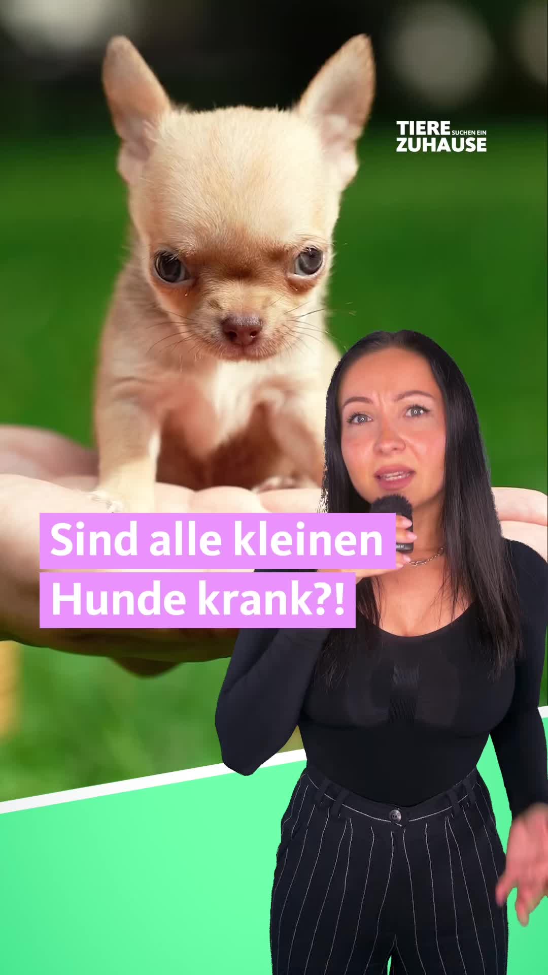 @Tiere suchen ein Zuhause