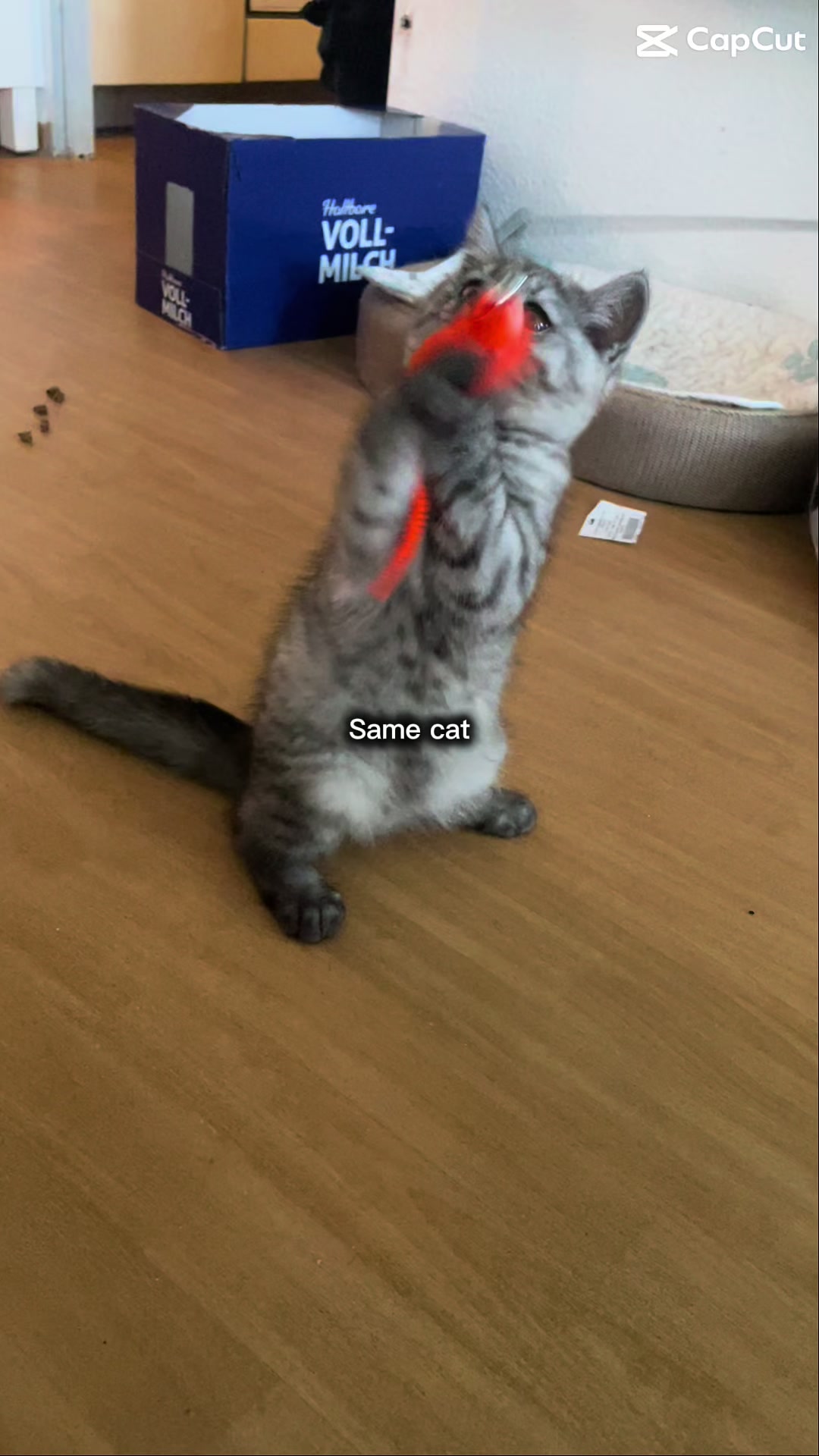 @Cat‘s