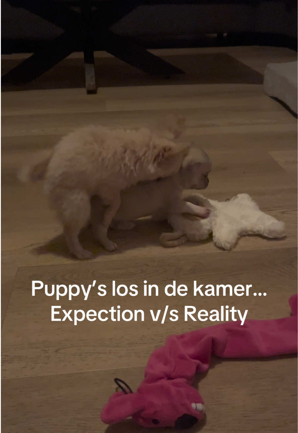 @Danielle |(chihuahua)mama 🐕🩵