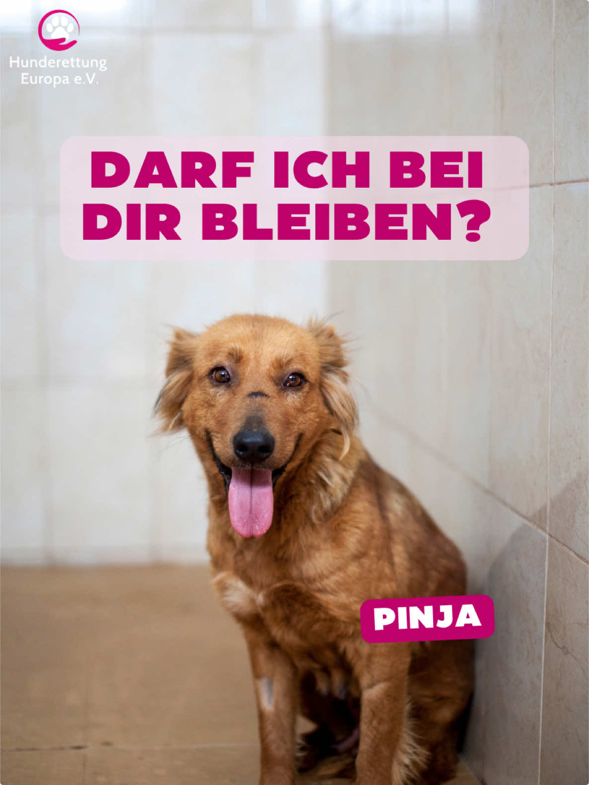 @Hunderettung Europa