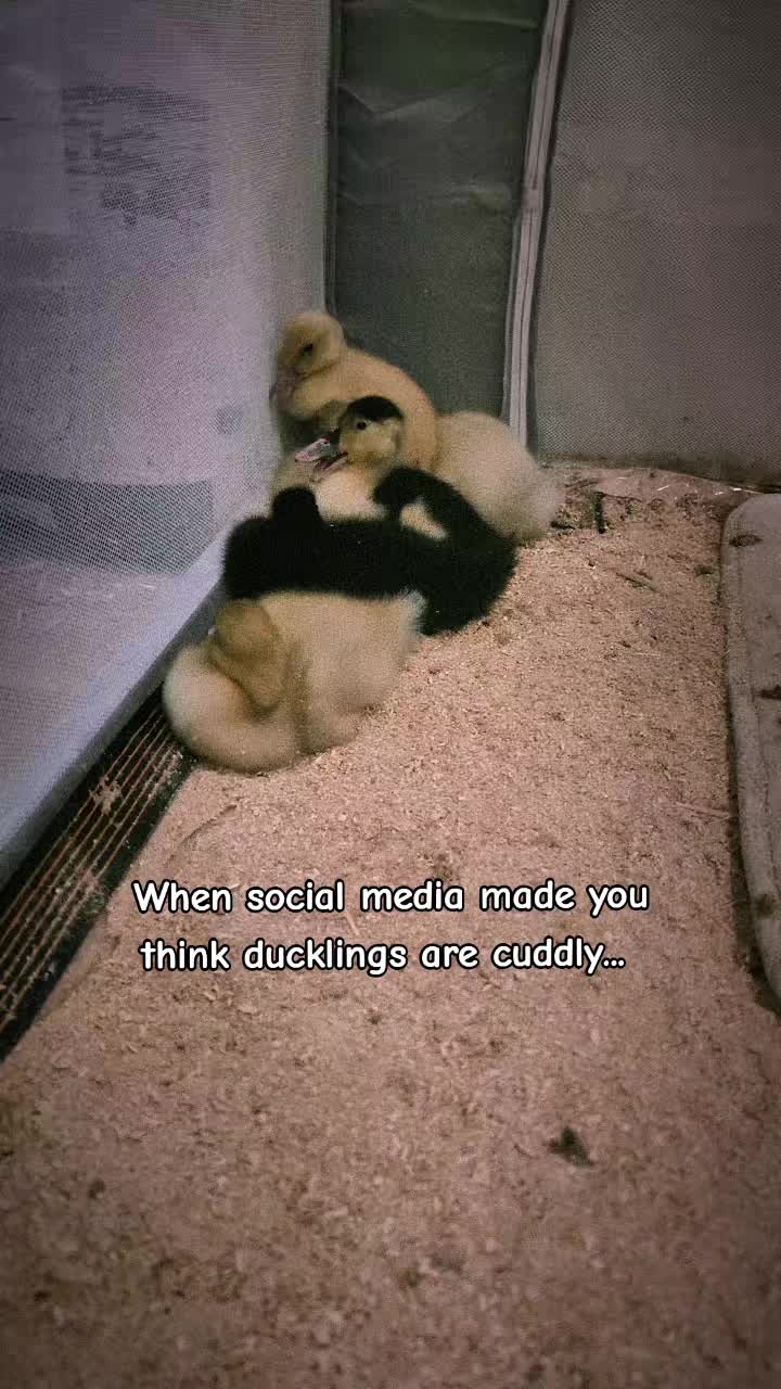 @Mother Duckers Homestead