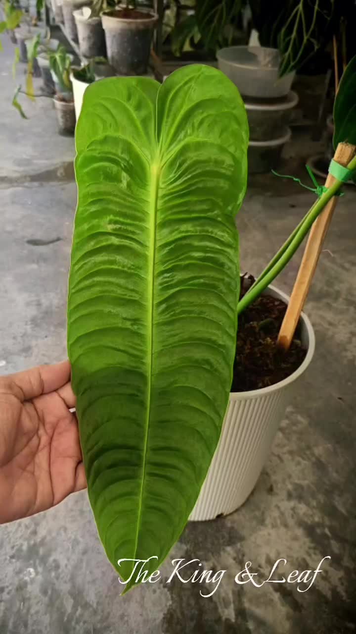 @The_King