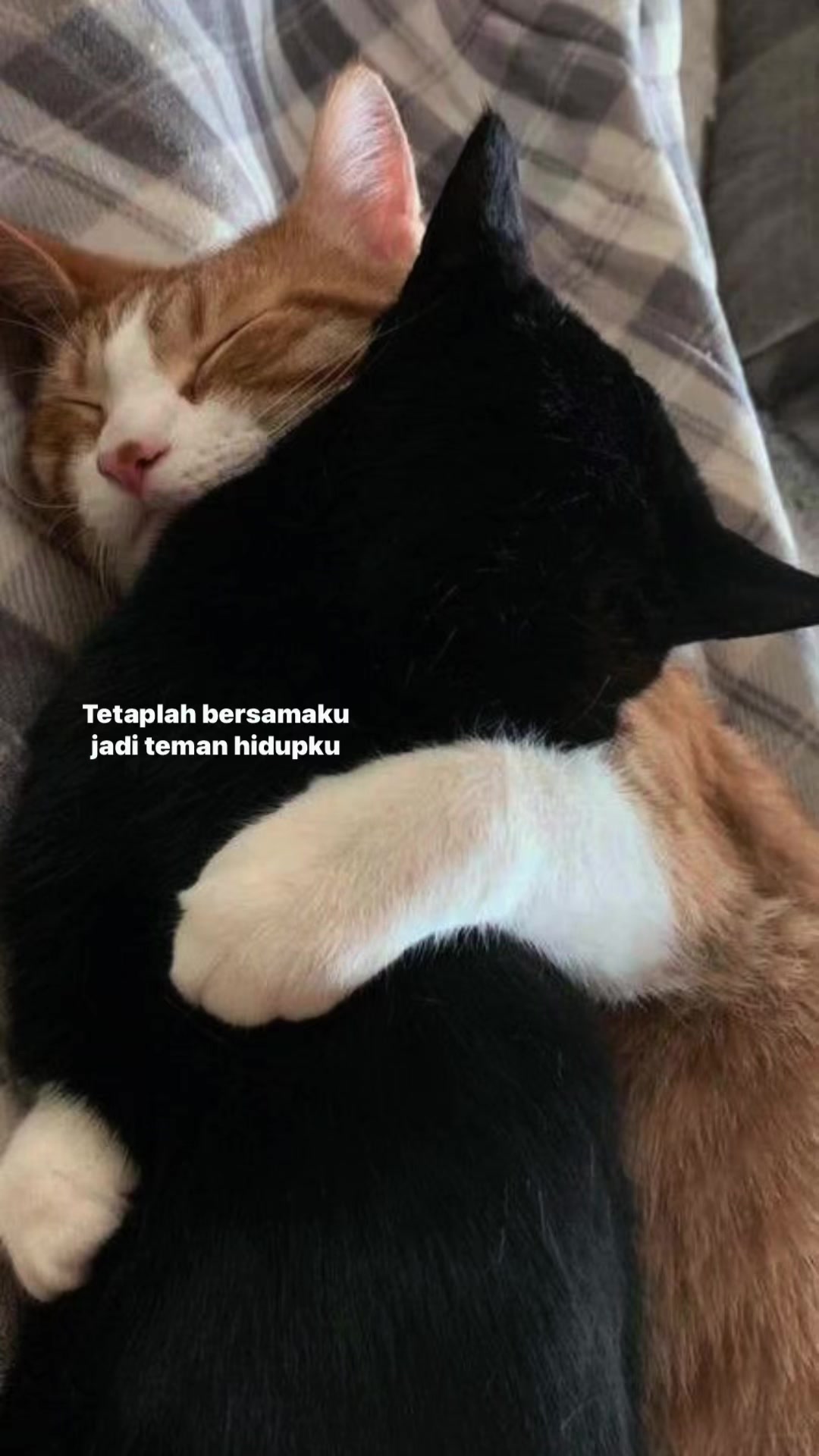 @^~^