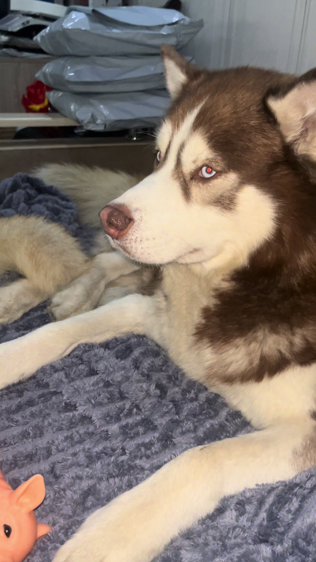@🐕🦺Бонифаций и Арчибальд🐕