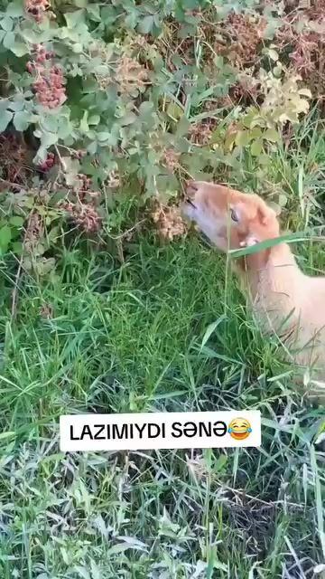 @zahid nuri