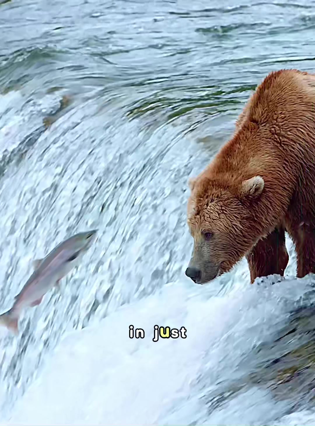 @look animals