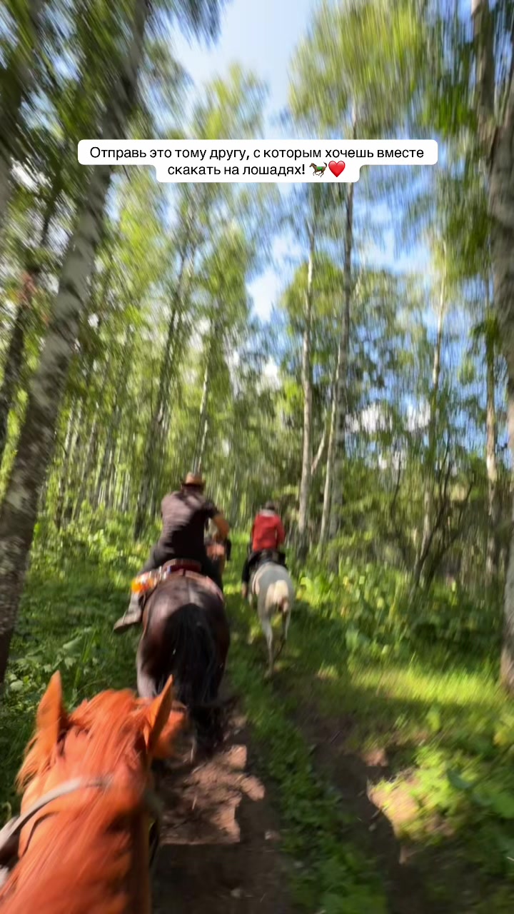 @tulpar_horses