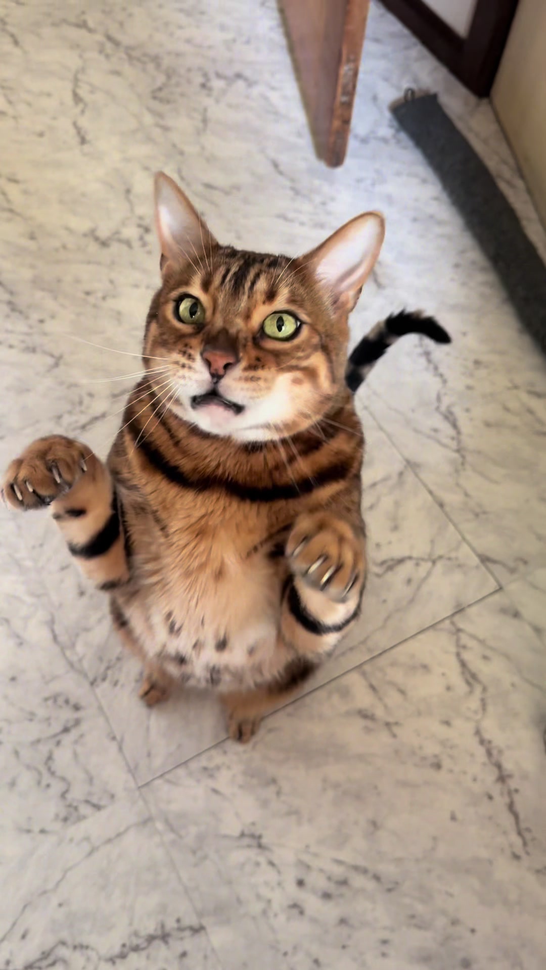 @TiggerthebrownBengal🇦🇺
