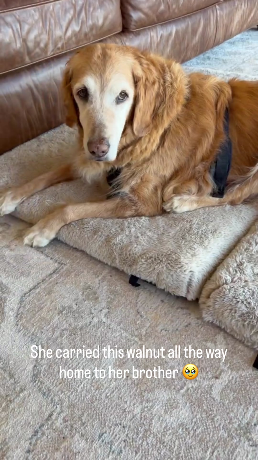 @DogMomisms