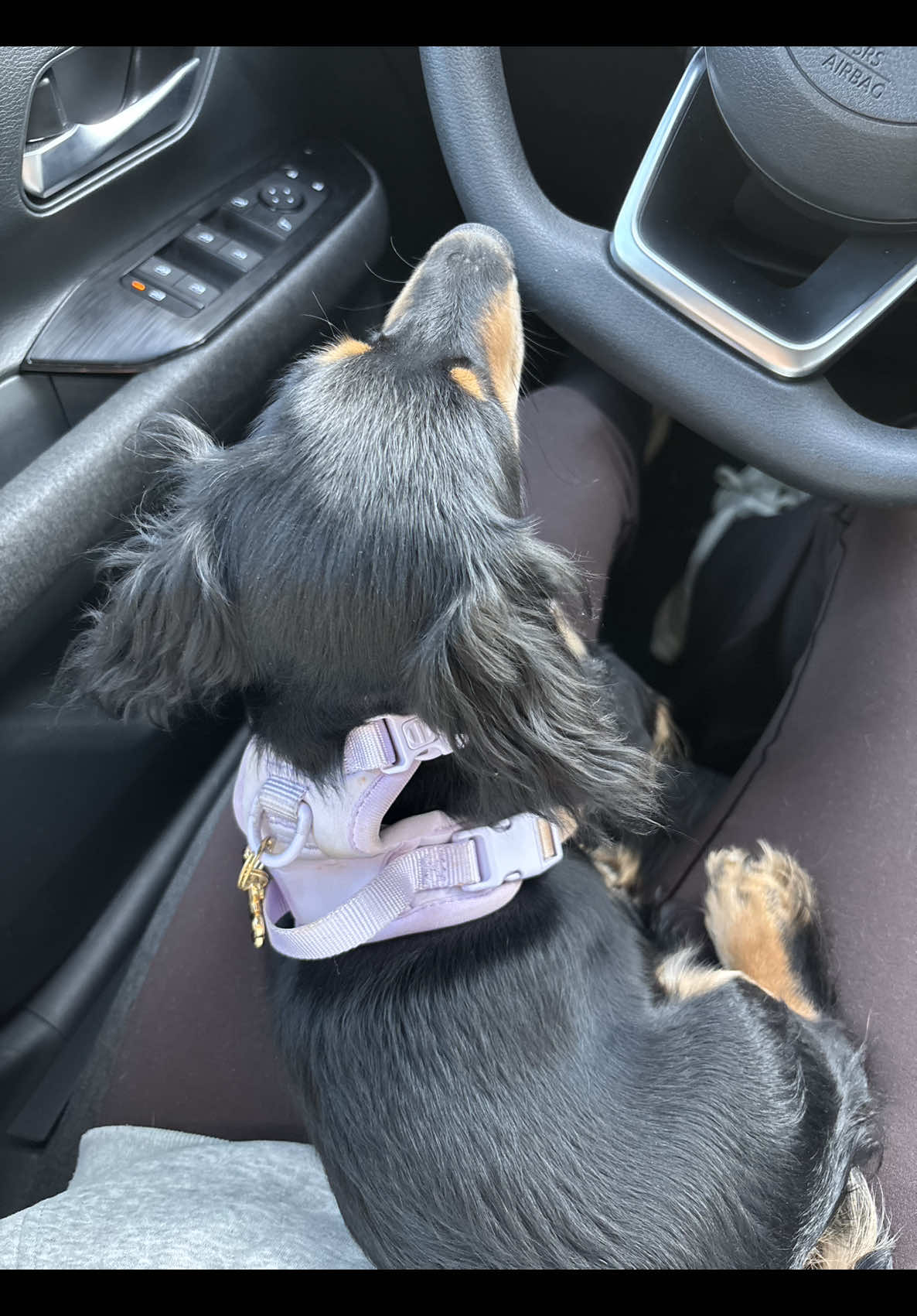 @Eppe | Mini Dachshund