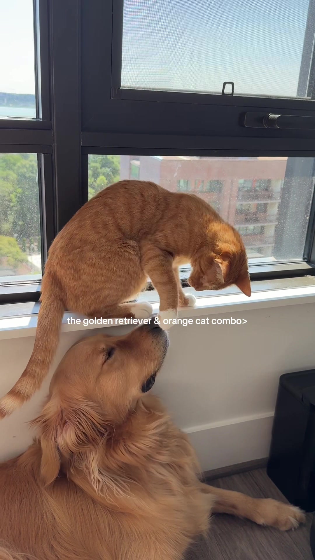 @Teddy, Bubbles, & Biscuit