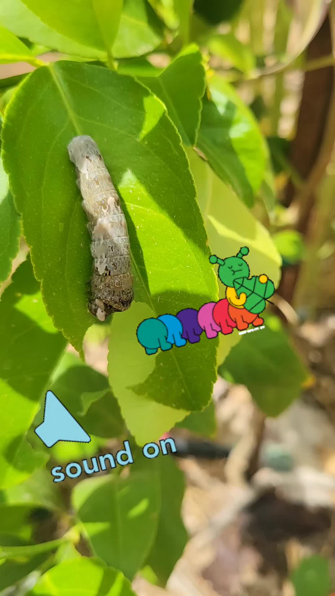 @botani_core