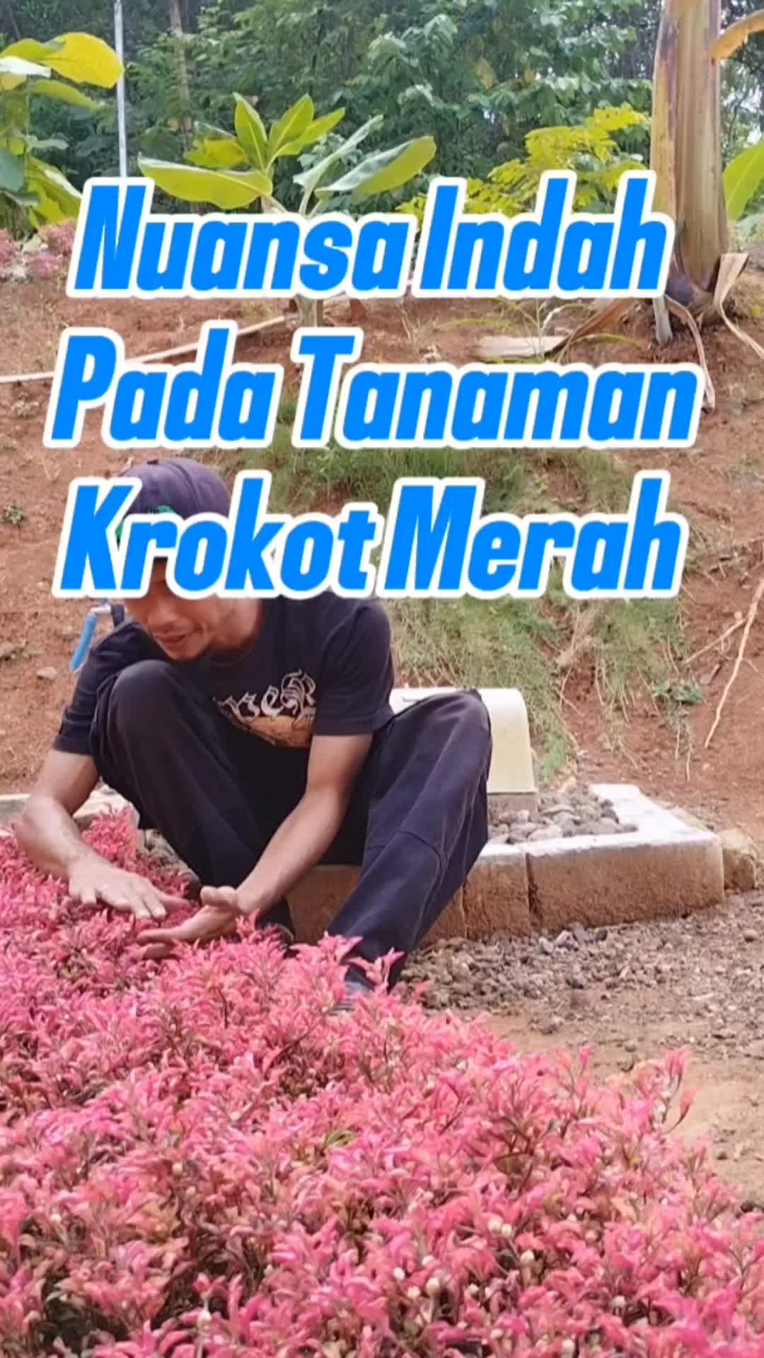 @Bukit Farming