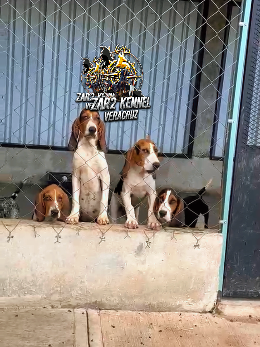 @zardos kennel veracruz