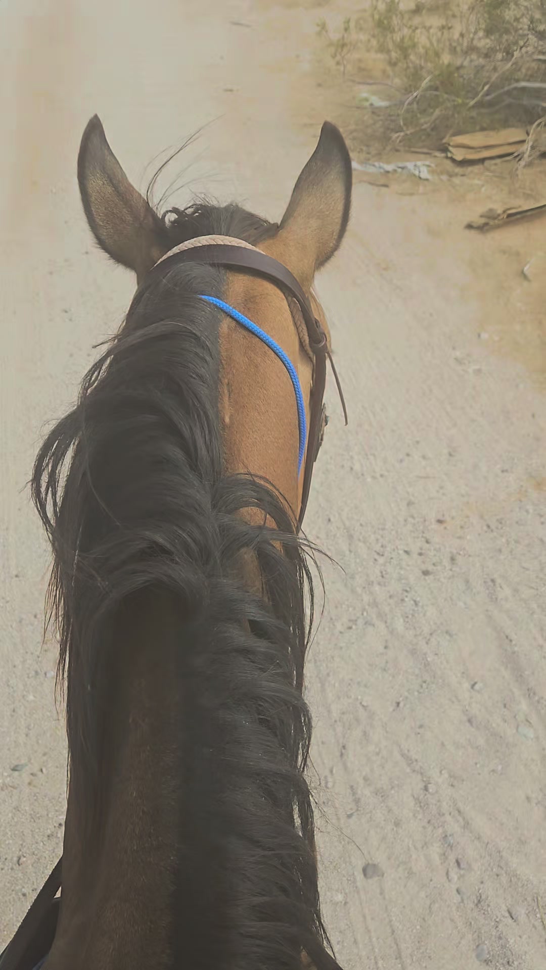@🐎🐴picture perfect🐴🐎