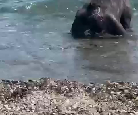 @Francafusaro05
